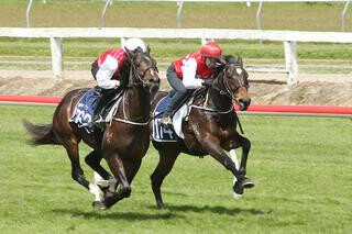 Curraghmore's Lot 174 and Lot 262 Breezing Up at Te Rapa Racecourse. Photo: Trish Dunell